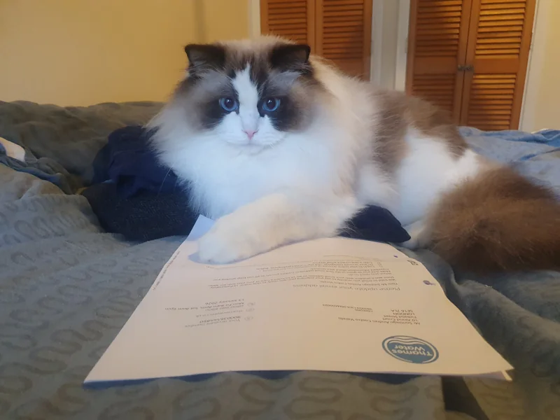 A cat sitting on a Thames Water bill letter